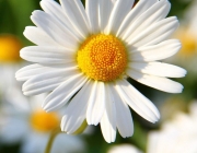 3563ccf3fb0ee7de471f33394b6e6d95--daisy-flowers-pretty-flowers.jpg