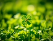 A_beautiful_and_serene_image_of_a_four_leaf_clover_in_a_lush_green_field_symbolizing_luck_and_good_fortune_The_background_is_softly_blurred_highlighting_the_clover_in_bright_sunlight_creating_a_warm_and_inviting_at.png