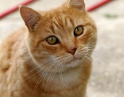 481px-Cat03.jpg