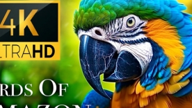 Thiết kế Thumbnail