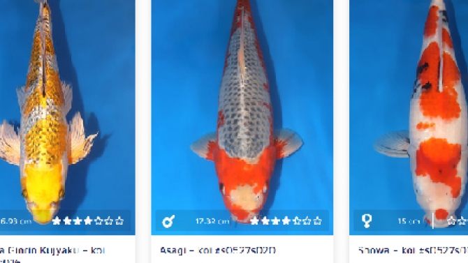 S&agrave;n đấu gi&aacute; trực tuyến