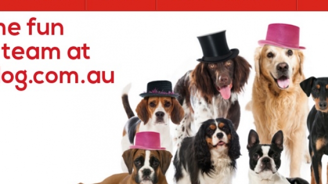 Thiết kế website Spoilyourdog