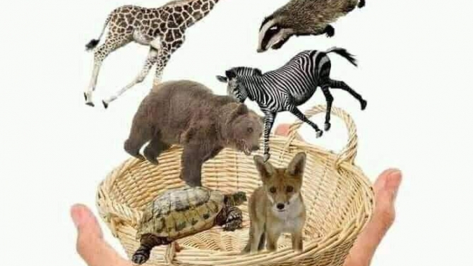 Dịch thuật văn bản