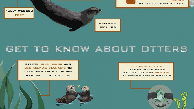 Thiết kế Animal Infographic