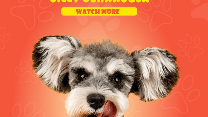 Daily Post Instagram/Facebook for PUPPYPET