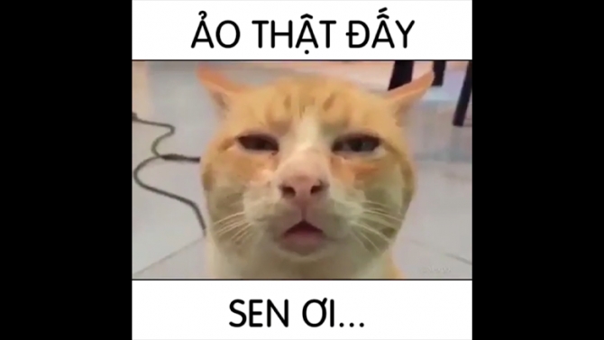 Nhận l&agrave;m video đăng Facebook