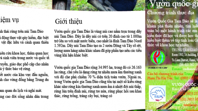 Thiết kế brochure