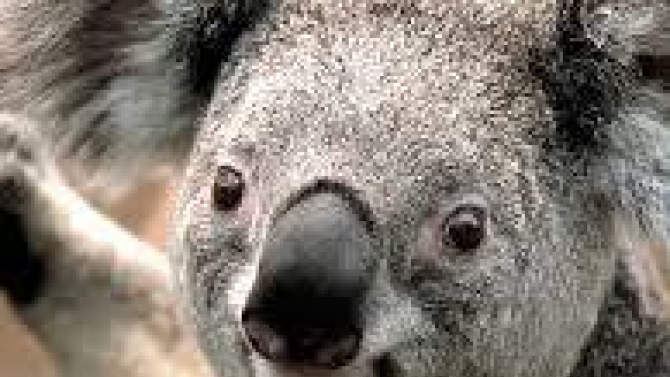 PHP/Java Dev
