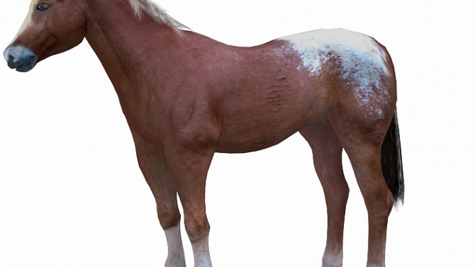 RACING HORSE GAME
