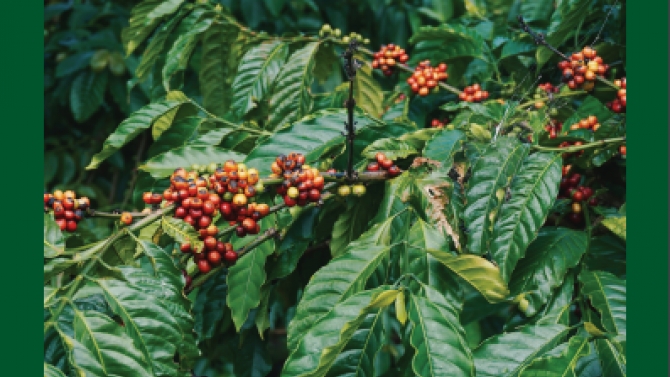 Viết Catalog cho thương hiệu c&agrave; ph&ecirc; Enjoy Cofffee tại Đăk N&ocirc;ng