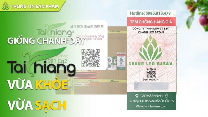 Thiết kế Video Quảng c&aacute;o