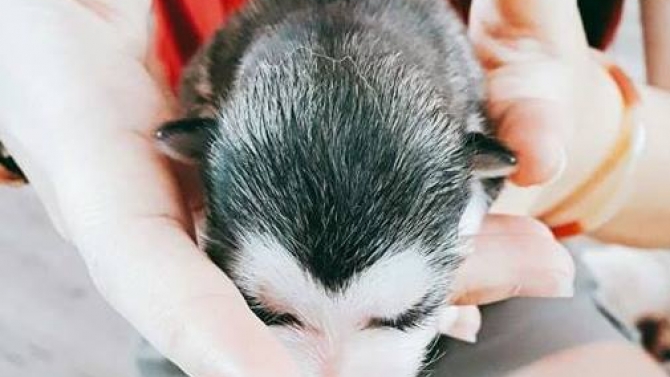 Dịch phụ đề Anh - Việt