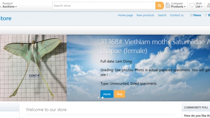 Thiết kề website TMDT vietnaminsect.shop