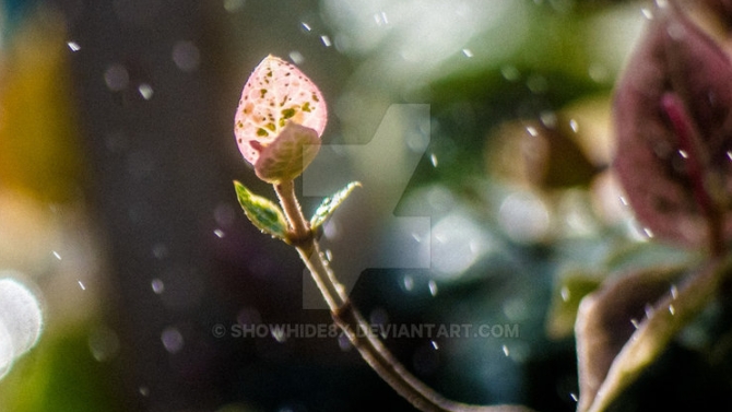 Chụp h&igrave;nh phong cảnh, động vật, macro l&agrave;m lịch, in h&igrave;nh treo tường, s&aacute;ch ảnh.