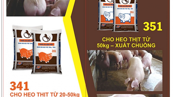 Thiết kế Brochures cho cty thức ăn gia s&uacute;c Rico Feed
