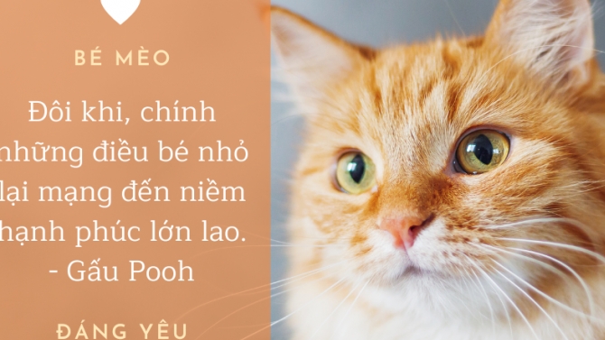 thiết kế quảng c&aacute;o