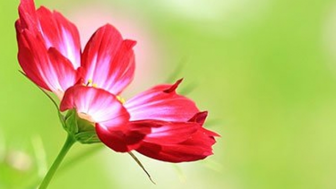 Quản l&yacute; fanpage