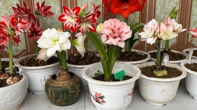 hố sơ