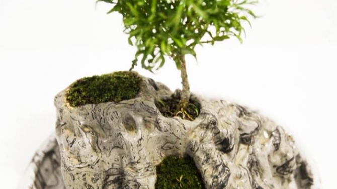 [C&Acirc;Y BONSAI ĐỂ B&Agrave;N]