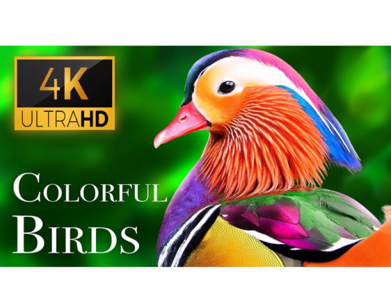 Thiết kế Thumbnail