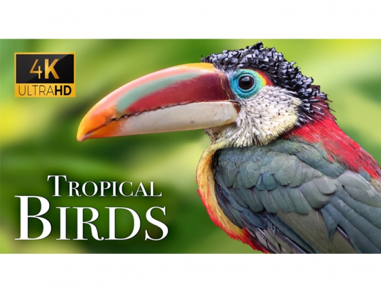 Thiết kế Thumbnail