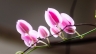 chụp v&agrave; chỉnh sửa ảnh