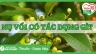 Nụ vối c&oacute; t&aacute;c dụng g&igrave;? 12 t&aacute;c dụng của nụ vối v&agrave; một số lưu &yacute;