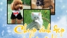 Pet Model - Si&ecirc;u Mẫu Th&uacute; Cưng