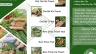 Thiết kế catalogue