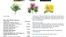 Leaflet