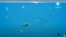 Dự &aacute;n: Ocean's polution