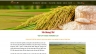 Thiết kế website Gạo