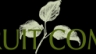 The fruit company