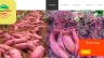 vietfruits.com.vn