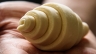 Chụp ảnh dự &aacute;n: The Journey of Croissant - Lavil Bakery
