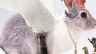Thiết kế ảnh Manipulation - Angel Rabbit
