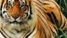 SEO WEBSITES, DIGITAL MARKETING