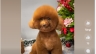Edit video pet của VPet's