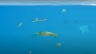 Dự &aacute;n: Ocean's polution 2