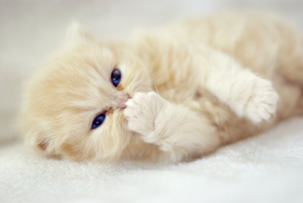 __cat__by_burcinesin-d1attqw.jpg