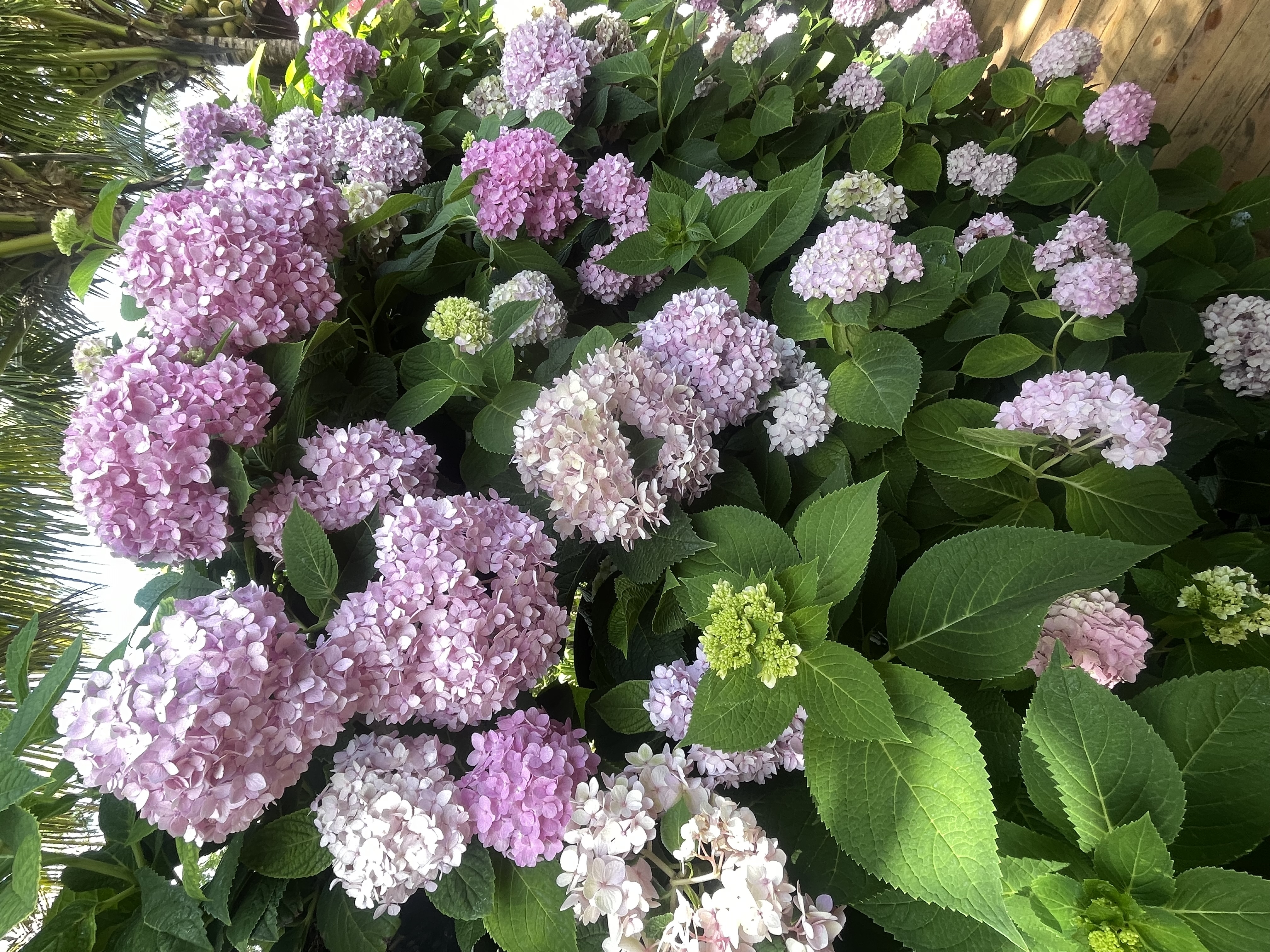 image_53C4E42E-2874-4C4C-BA0E-C8797B0B67AA_1779516337.jpeg