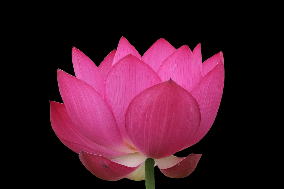 anh-bong-sen_102718611.png