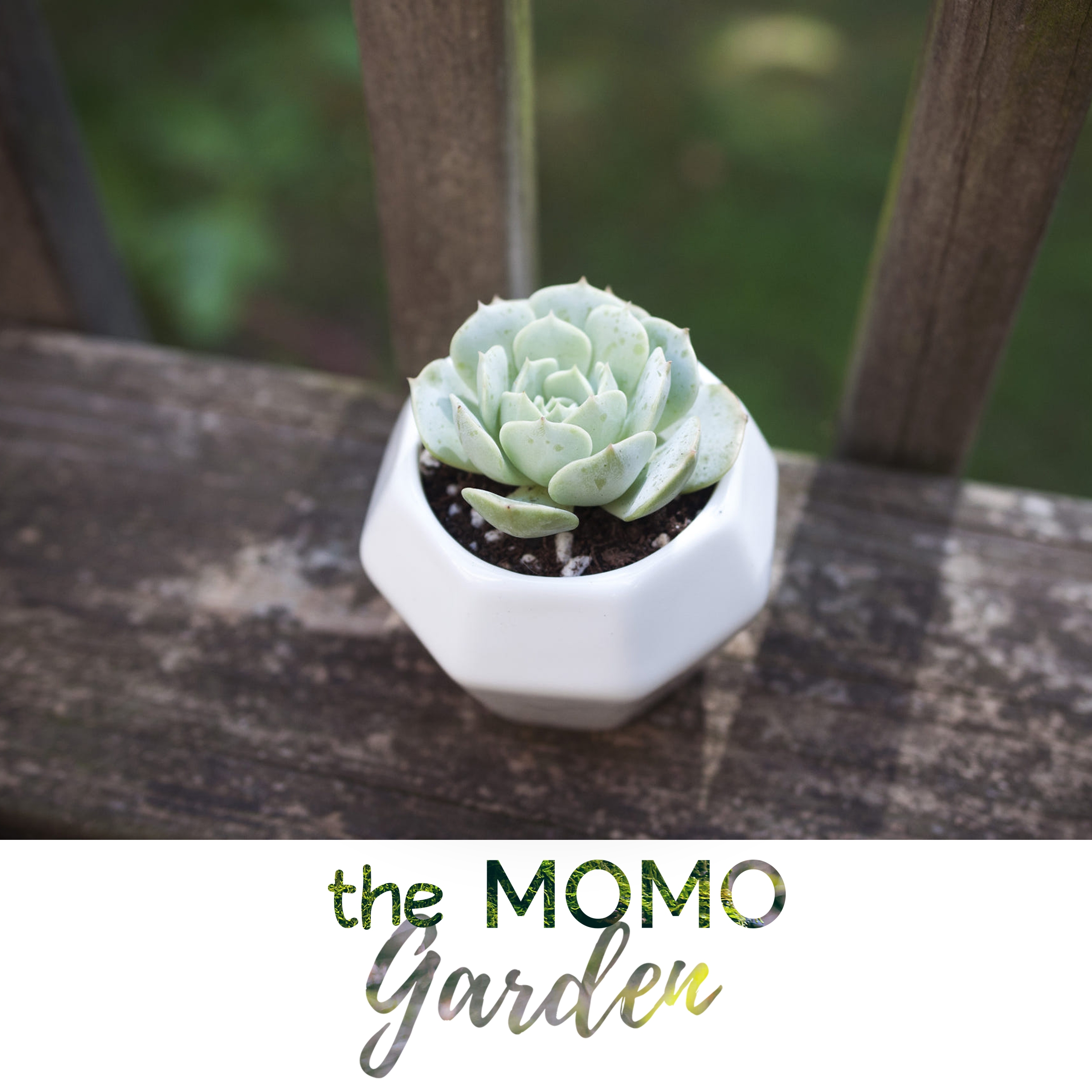 3MOMO-logo.jpg