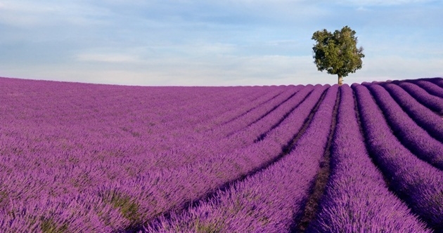 lavender.jpg