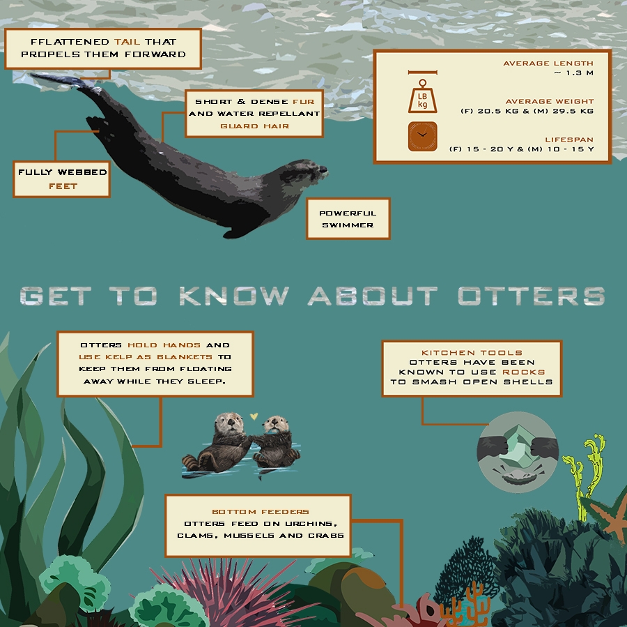 finalotter.jpg