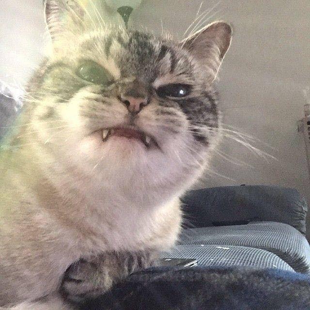m&egrave;o3.jpg