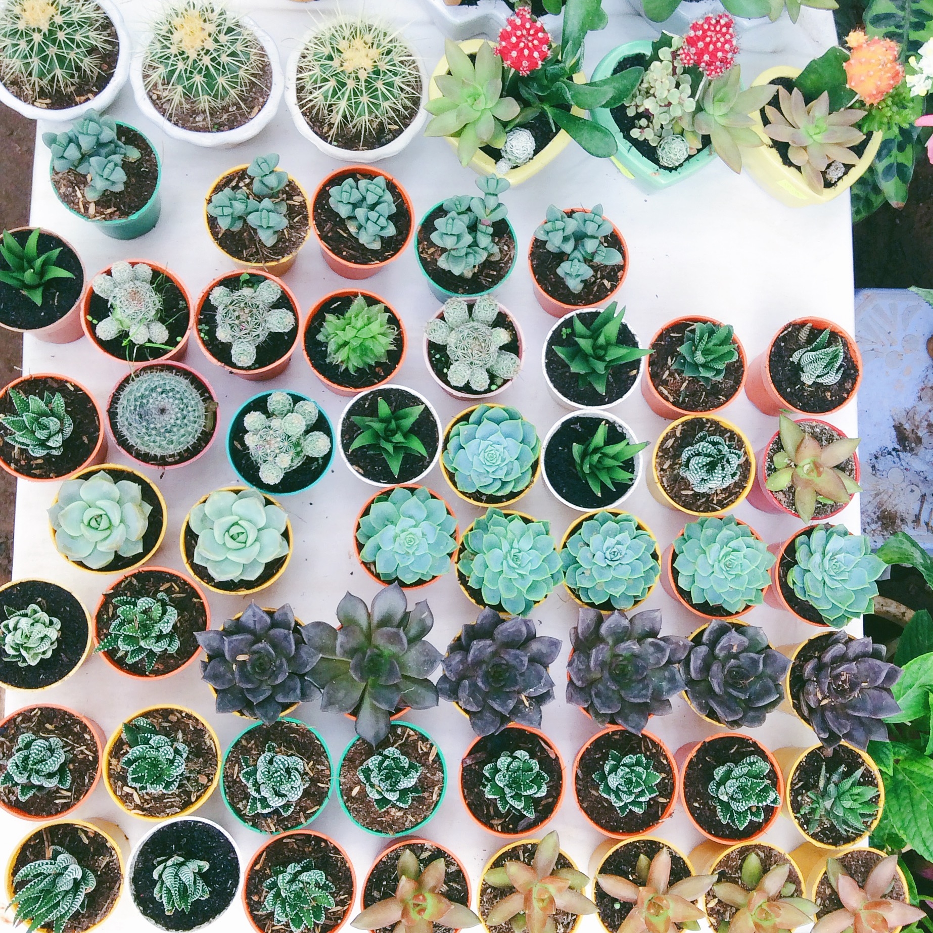 IMG_7673.JPG