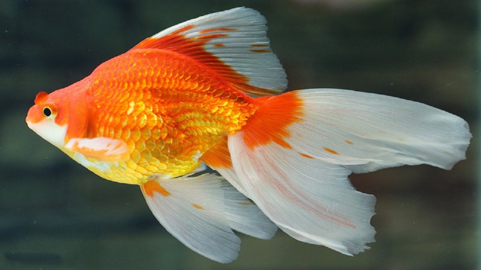 ca-canh-mua-ca-canh-ban-ca-canh-1455696613.jpg