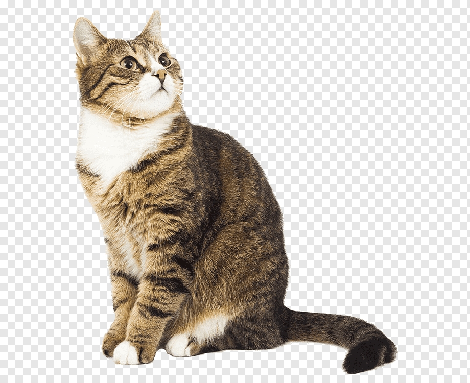 png-transparent-cat-kitty-creative-cat-cat.png