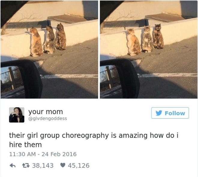 cat.jpg